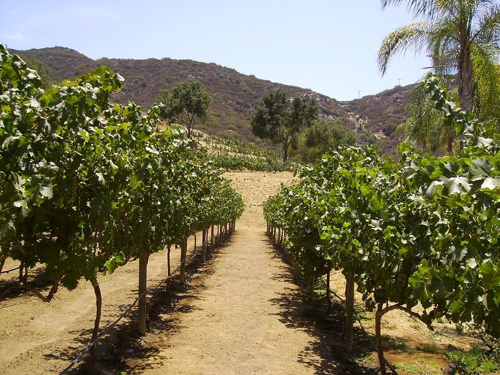 Vineyard Hacienda Hotell Spring Valley  Eksteriør bilde